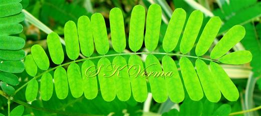  Leaf